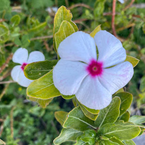 Meet your Posher, Chloe